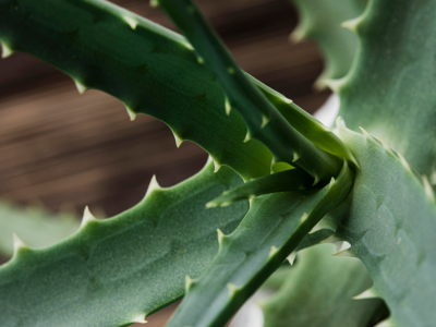 Dermaflora Aloe Vera: gyengéd bőr- és arcápolás aloe verával